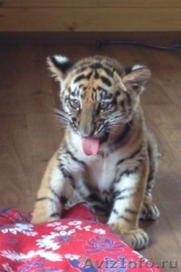 Продам Тигр Белый, Бенгальский купить тигрёнка можно у нас - Изображение #1, Объявление #1578542