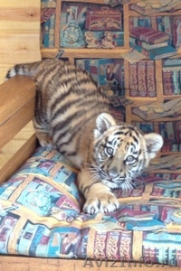 Продам Тигр Белый, Бенгальский купить тигрёнка можно у нас - Изображение #2, Объявление #1578542