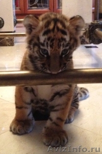 Продам Тигр Белый, Бенгальский купить тигрёнка можно у нас - Изображение #3, Объявление #1578542