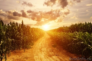 Продам фуражную кукурузу 6 000 тонн - Изображение #1, Объявление #1576524