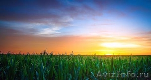 Продам фуражную кукурузу 6 000 тонн - Изображение #4, Объявление #1576524