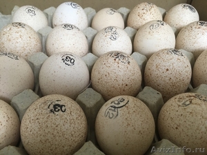 Реализация суточного молодняка и инкубационное яйцо с ведущих птицефабрик. - Изображение #3, Объявление #1591094