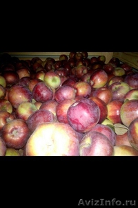 Предлагаем белорусское яблоко от производителя - Изображение #3, Объявление #1594908