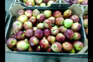 Предлагаем белорусское яблоко от производителя - Изображение #2, Объявление #1594908
