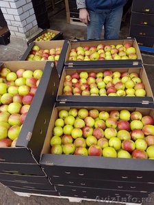 Предлагаем белорусское яблоко от производителя - Изображение #1, Объявление #1594908