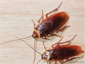 Клопы, тараканы, муравьи, блохи. Быстро Надежно - Изображение #1, Объявление #1597278