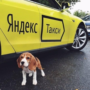 Подключаем к Яндекс.Такси. - Изображение #1, Объявление #1611047