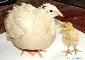 Куры перепелки индейки утки инкубационное яйцо навоз - Изображение #2, Объявление #1621296