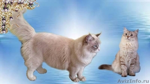 Сибирский, Невский маскарадный котёнок  - Изображение #1, Объявление #1624513