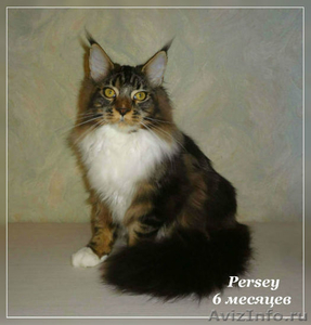 Продажа котят породы мейн-кун - Изображение #4, Объявление #1574052