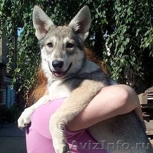 Щенки собаки Сарлоса (Saarloos Wolfdogs) - Изображение #3, Объявление #1634595