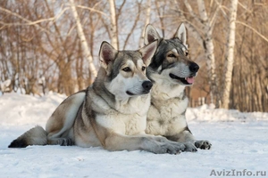Щенки собаки Сарлоса (Saarloos Wolfdogs) - Изображение #2, Объявление #1634595