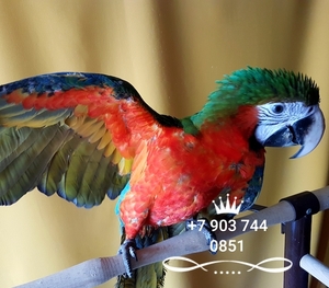  Гибрид попугаев ара Арлекин  - птенцы  из питомника - Изображение #1, Объявление #656202