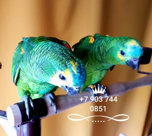 Синелобый амазон (Amazona aestiva aestiva) - ручные птенцы из питомника - Изображение #2, Объявление #1510789