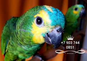 Синелобый амазон (Amazona aestiva aestiva) - ручные птенцы из питомника - Изображение #3, Объявление #1510789