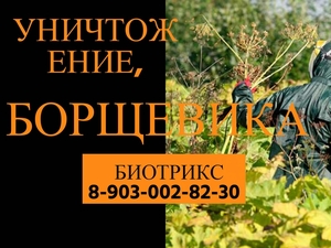 Уничтожение,обработка Борщевика в Серпухове - Изображение #1, Объявление #1650429