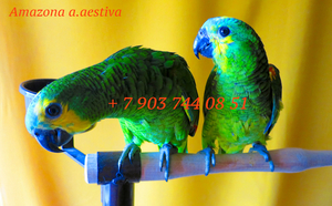 Синелобый амазон (Amazona aestiva aestiva) - ручные птенцы из питомника - Изображение #1, Объявление #1510789