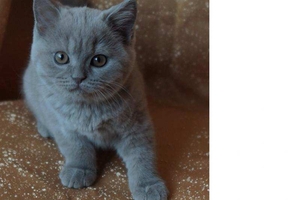 Британские котята питомника Mendeleev - Изображение #1, Объявление #1657496