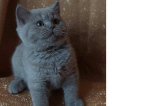 Британские котята питомника Mendeleev - Изображение #2, Объявление #1657496