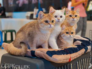 Продажа породистых котят на выставках - Изображение #1, Объявление #1661746