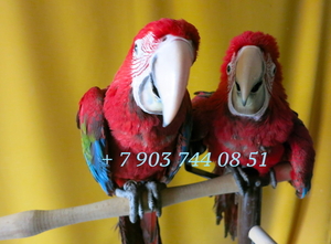 Попугаи ара - абсолютно ручные птенцы из  питомника - Изображение #3, Объявление #480042