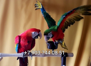 Попугаи ара - абсолютно ручные птенцы из  питомника - Изображение #1, Объявление #480042