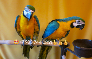 Попугаи ара - абсолютно ручные птенцы из  питомника - Изображение #2, Объявление #480042
