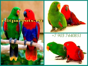  Благородный попугай (Eclectus roratus) - ручные птенцы из питомника  - Изображение #1, Объявление #644537