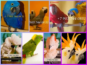 Попугаи - абсолютно ручные птенцы из питомника - Изображение #1, Объявление #480004