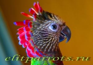 Веерный попугай - ручные птенцы из питомника - Изображение #1, Объявление #648359