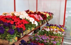 Торговля оптовая цветами и растениями - Изображение #2, Объявление #1707124