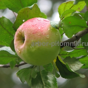 Саженцы яблони по низкой цене в Москве и Подмосковье - Изображение #1, Объявление #1707855