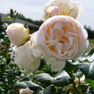 Саженцы роз напрямую из питомника - Изображение #2, Объявление #1708642