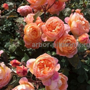 Саженцы роз напрямую из питомника - Изображение #5, Объявление #1708642
