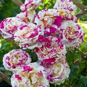 Саженцы роз напрямую из питомника - Изображение #7, Объявление #1708642