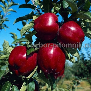 Саженцы яблони по низкой цене в Москве и Подмосковье - Изображение #5, Объявление #1707855