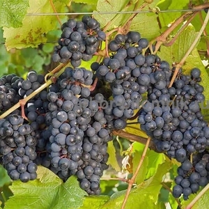 Саженцы винограда в горшках и с землей - Изображение #7, Объявление #1709885