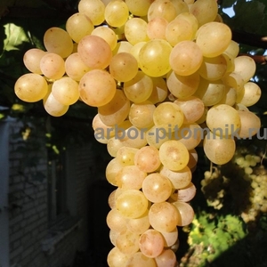 Саженцы винограда в горшках и с землей - Изображение #6, Объявление #1709885