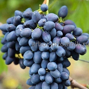 Саженцы винограда в горшках и с землей - Изображение #5, Объявление #1709885