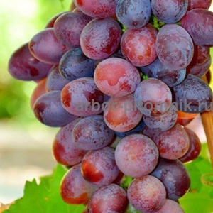 Саженцы винограда в горшках и с землей - Изображение #4, Объявление #1709885
