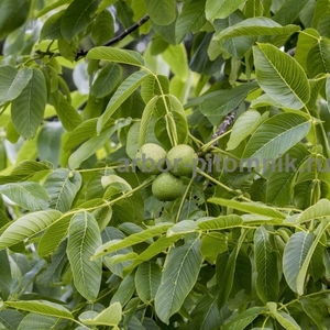 Крупномеры и саженцев деревьев грецкого ореха - Изображение #5, Объявление #1710375