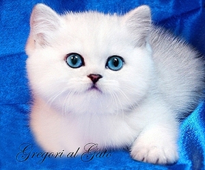 Британские котята с изумрудными и синими глазками - Изображение #1, Объявление #677880