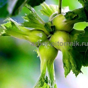 Саженцы фундука из питомника растений Арбор - Изображение #4, Объявление #1715568