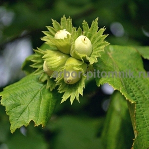Саженцы фундука из питомника растений Арбор - Изображение #3, Объявление #1715568