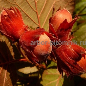 Саженцы фундука из питомника растений Арбор - Изображение #2, Объявление #1715568