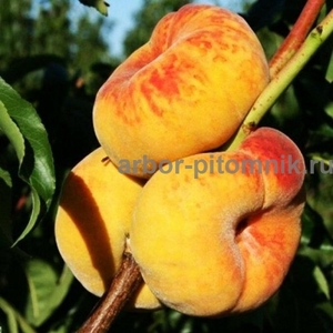 Саженцы персиков из питомника в Подмосковье - Изображение #3, Объявление #1717387
