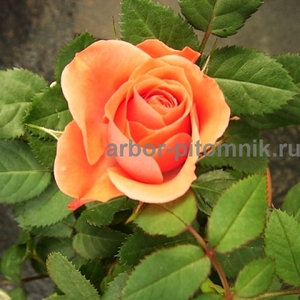 Саженцы роз в интернет магазине для весны 2022 года - Изображение #4, Объявление #1721635