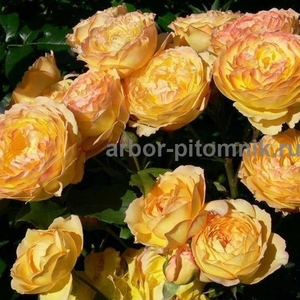 Саженцы роз в интернет магазине для весны 2022 года - Изображение #2, Объявление #1721635
