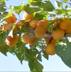 Плодовые деревья из питомника, саженцы крупномеры - Изображение #6, Объявление #1723535