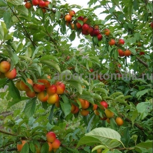 Плодовые деревья из питомника, саженцы крупномеры - Изображение #8, Объявление #1723535